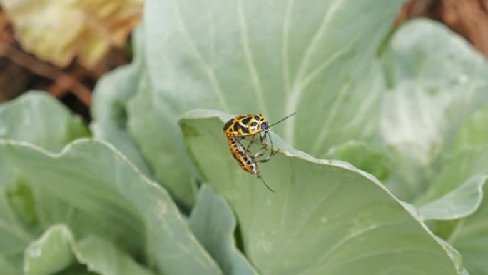 昆虫昆虫美容绿叶蔬菜