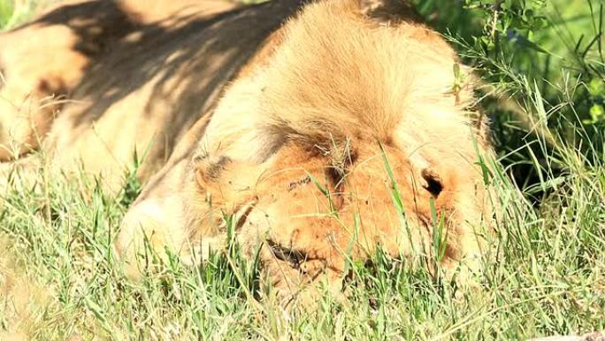 年轻的狮子在睡觉