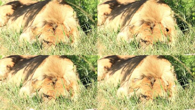 年轻的狮子在睡觉