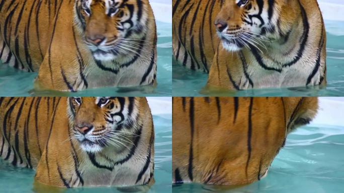 老虎和水老虎洗澡动物保护稀有动物