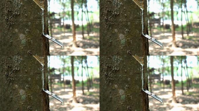 4k视频: 橡胶树的乳胶