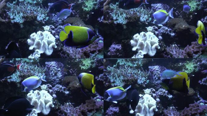 热带鱼1-高清1080/60i