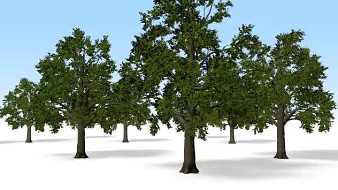 哑光松树科技松树通道素材三维动画全息树生