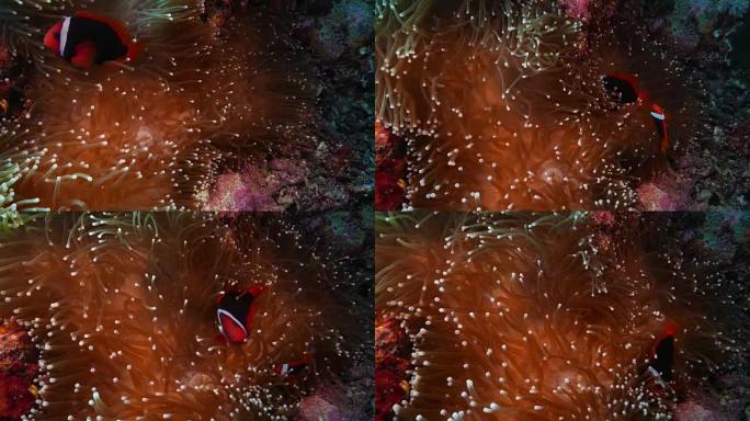 隐藏在红海葵中的可爱番茄小丑鱼 (4K)