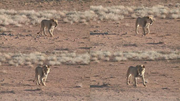 狮子在卡拉哈里沙漠漫步