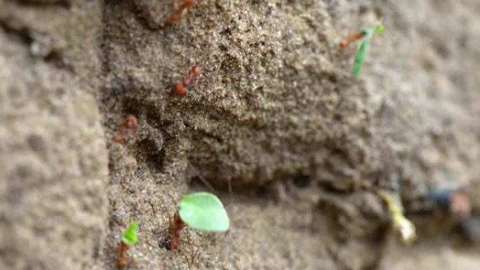 火蚁为巢穴携带绿叶