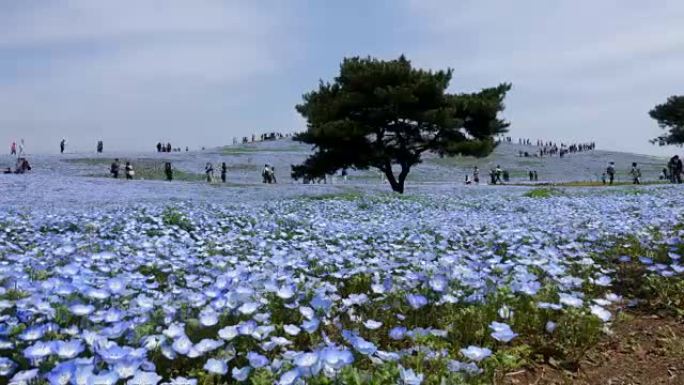 Nemophila花田 (淡蓝色的眼睛)，花园中的蓝色花朵的延时视频。
