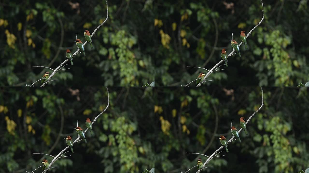 鸟类的生活树干上的小鸟麻雀悠闲