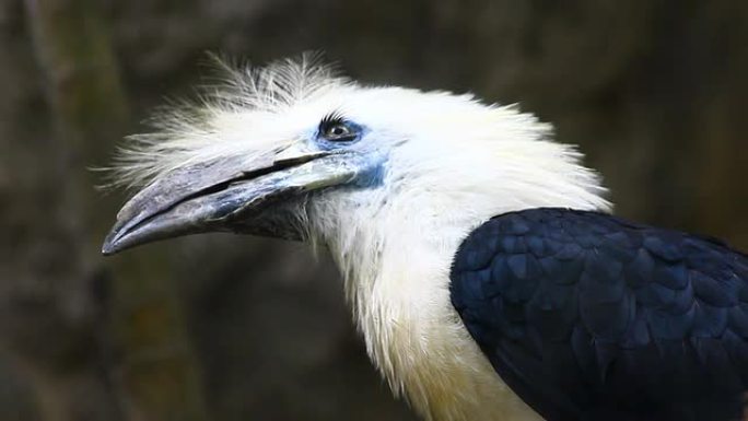 泰国的白冠犀鸟尖嘴鸟类污染