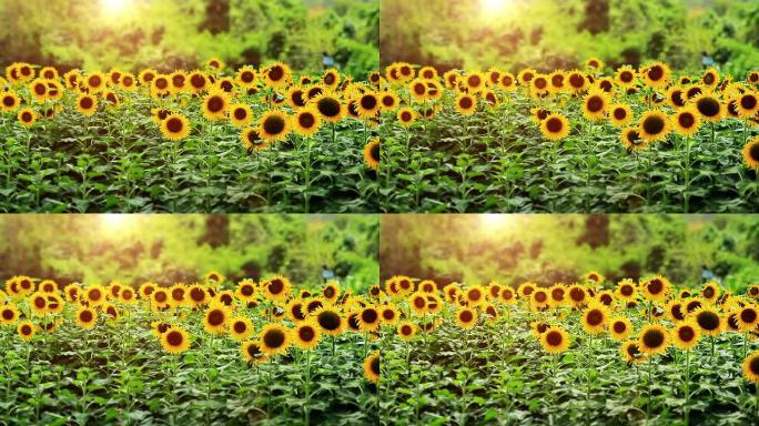 日落时的向日葵