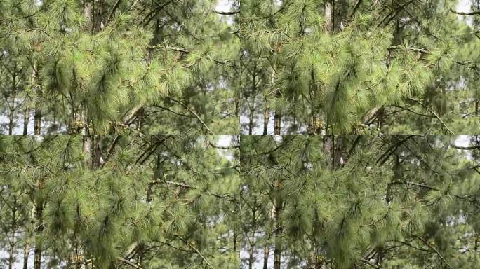 叶松在风中移动
