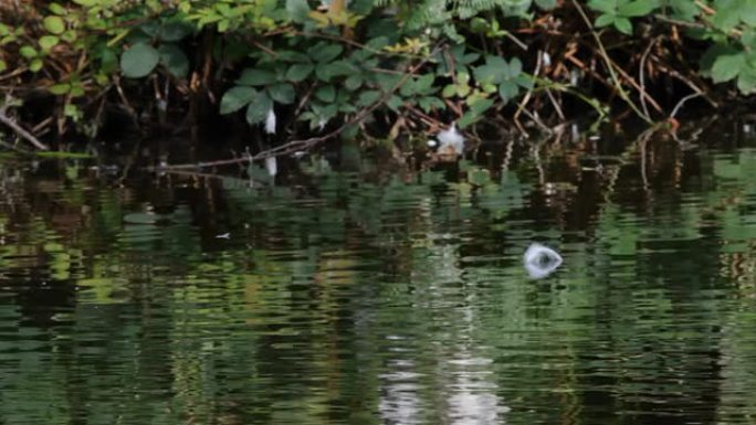 白色羽毛漂浮和coot Fulica atra高清视频