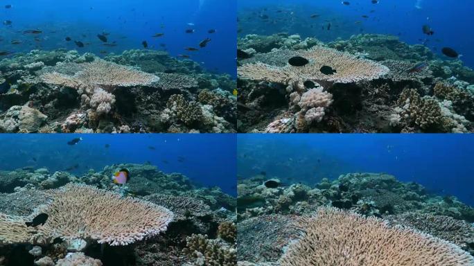 表鹿角珊瑚，阿波礁，菲律宾