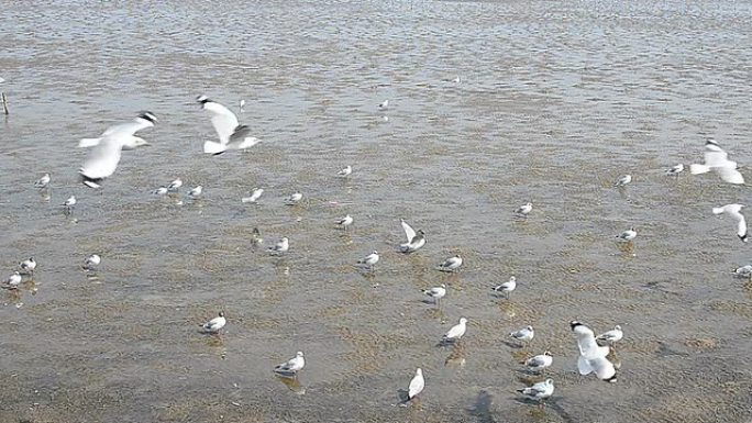 海鸥在海边的泥泞中