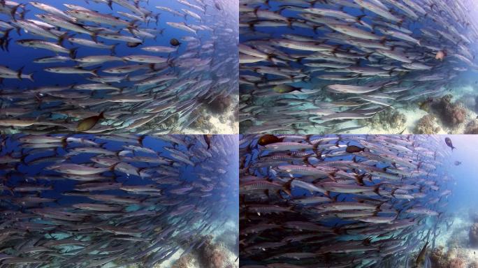 鱼群热带鱼群海洋大海野生动物