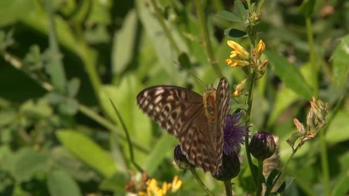 蝴蝶采集花蜜（Butterfly Collects Nectar）