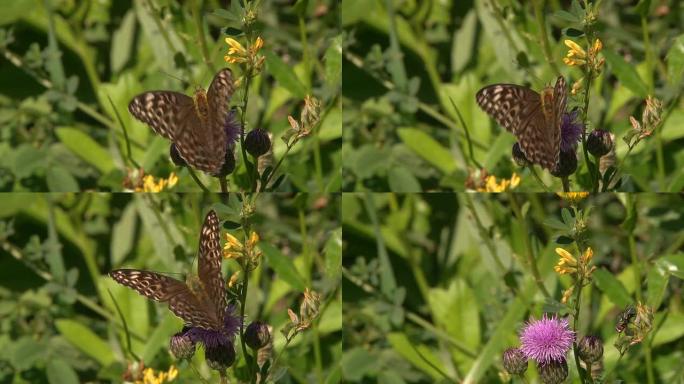 蝴蝶采集花蜜（Butterfly Collects Nectar）