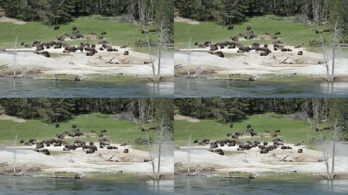 高清视频怀俄明州黄石河热喷口附近的野牛