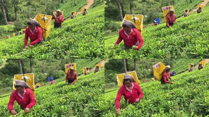 斯里兰卡采茶的女人