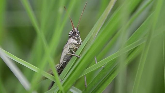 刺客虫或Sycanus collaris