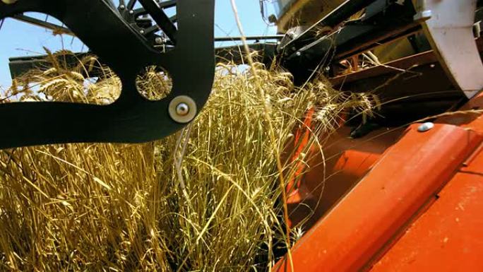 联合切头小麦成熟秋收小麦田现代机械化