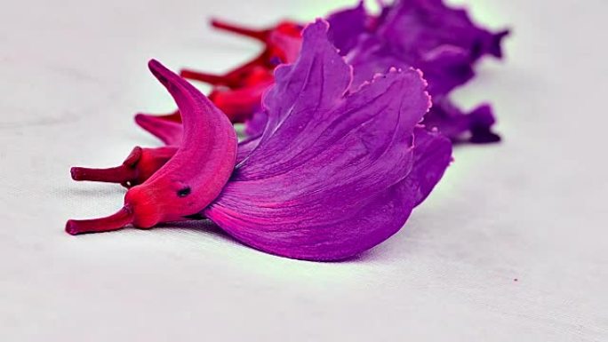 花spathodea
