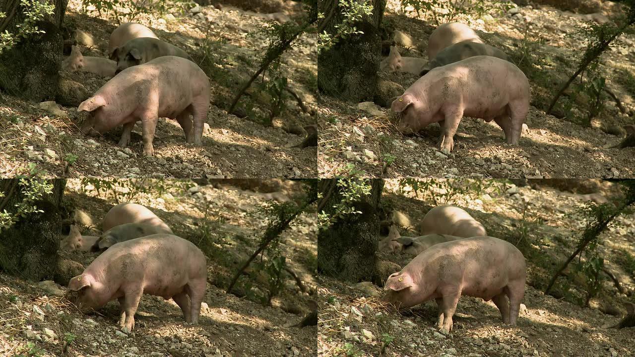 快乐的猪养猪