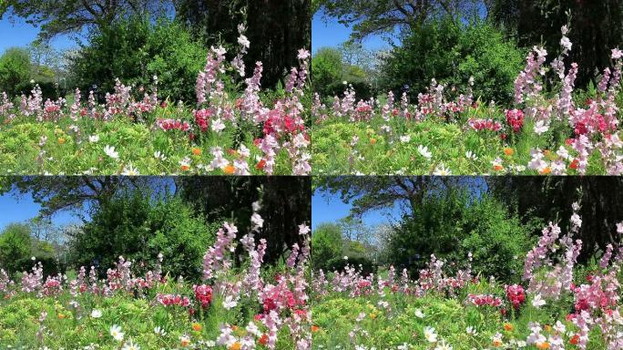 微风习习的日子里花园里的花朵