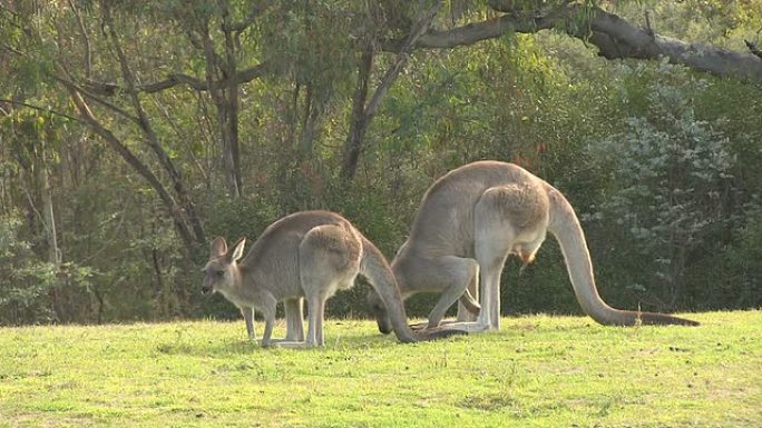 两只袋鼠在吃草，凶猛的雄性和雌性，澳大利亚