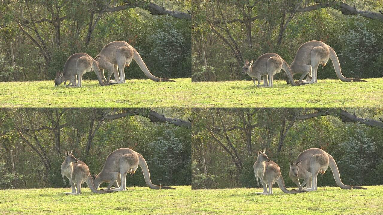 两只袋鼠在吃草，凶猛的雄性和雌性，澳大利亚