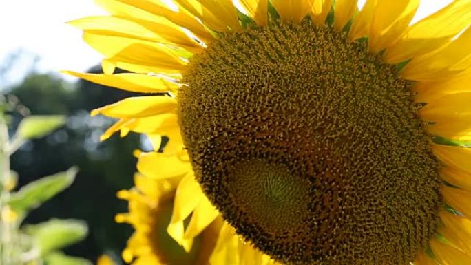 美丽的向日葵在花园里盛开