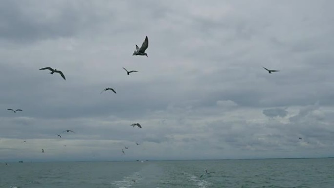 跟随海鸥在游轮船尾后面的泡沫状轨道上飞行的船