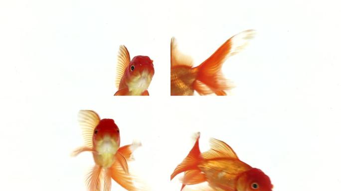 白底金鱼