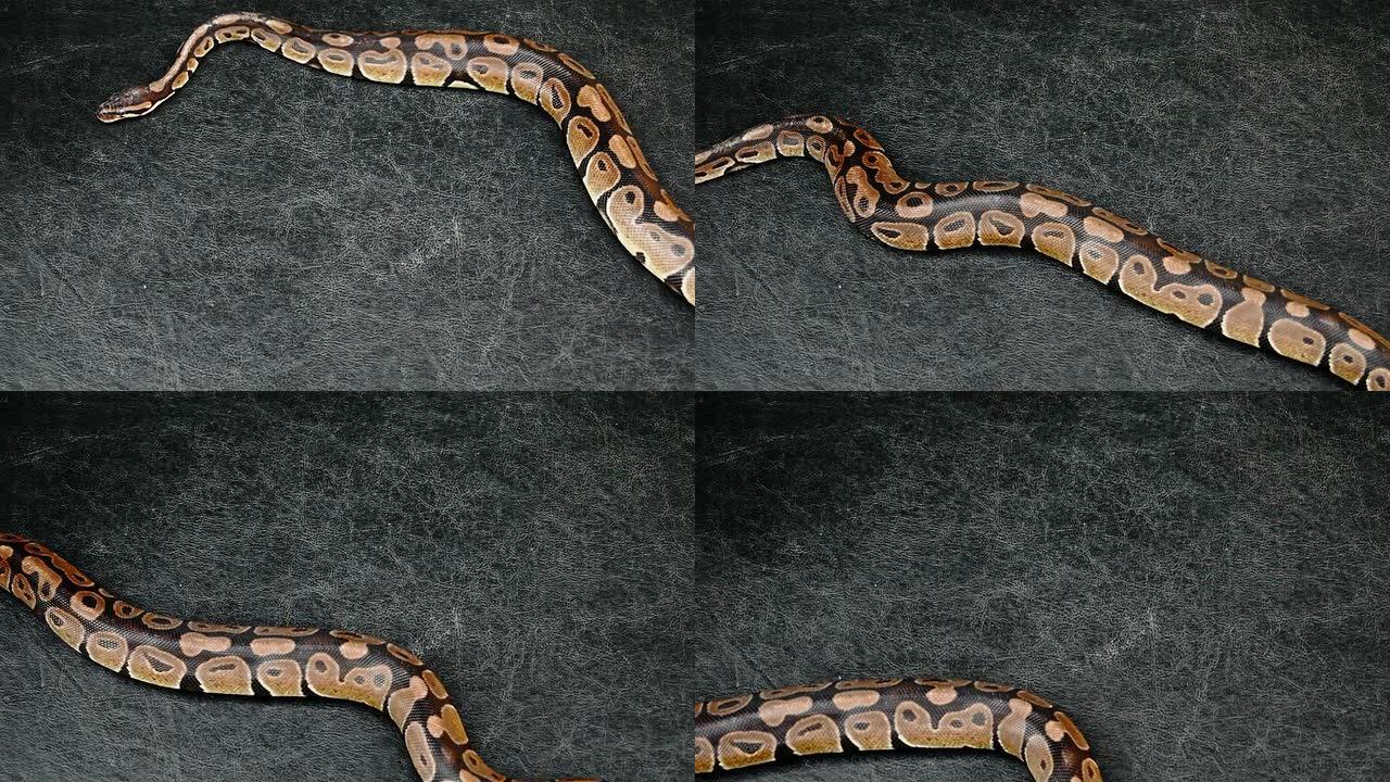 Python Snake Grunge背景