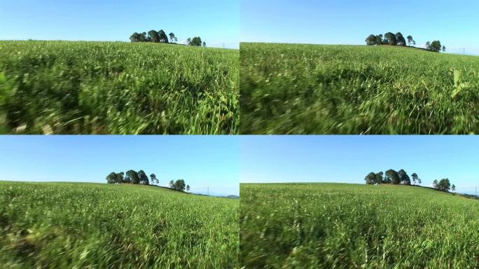 高清: 在草地上移动