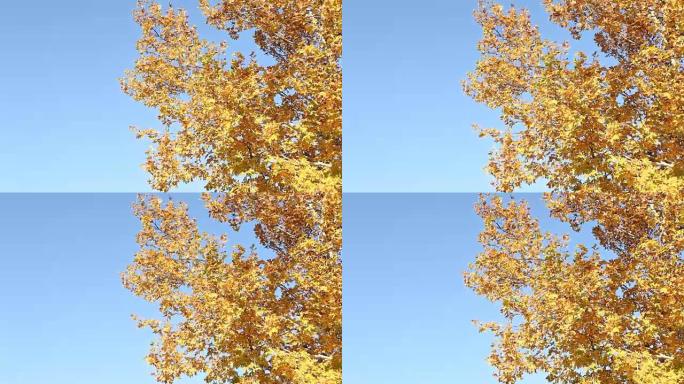 蓝天上的秋天平面树叶