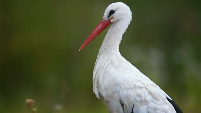 白鹳野生动物保护生物生态飞翔飞鸟