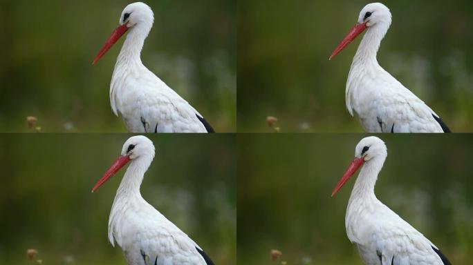 白鹳野生动物保护生物生态飞翔飞鸟