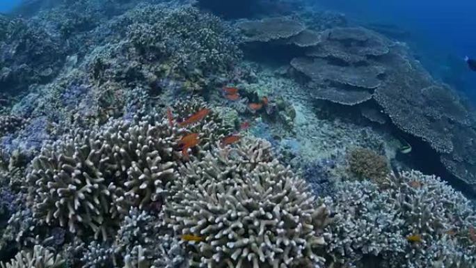 鹿角硬珊瑚在水下到处生长 (4K)