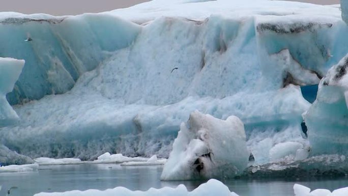 北极燕鸥在冰原山周围飞翔