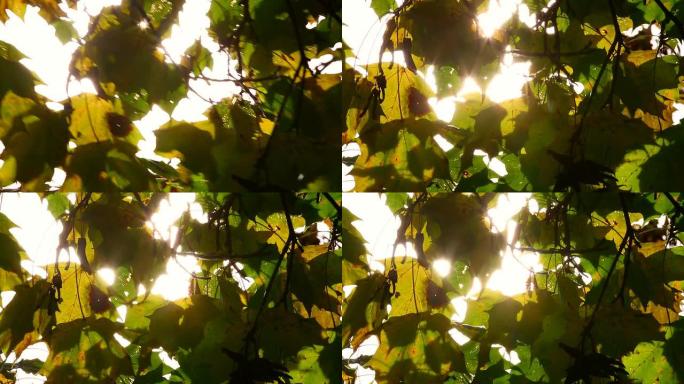 秋叶带阳光