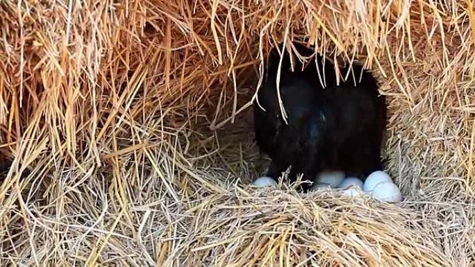 用缩小技术在一堆稻草上的巢中孵化鸡蛋