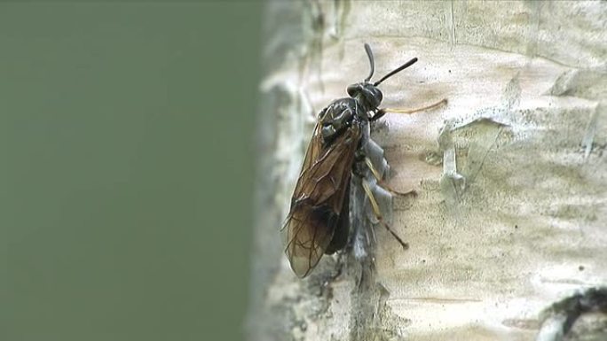 桦树上的昆虫桦树上的昆虫苍蝇