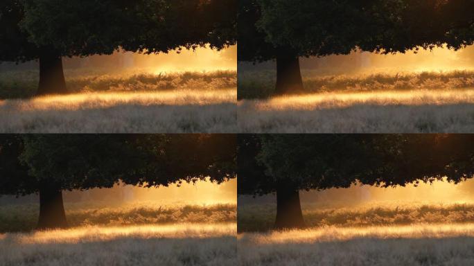 薄雾中的橡树轮廓火红的橙色黎明高清视频