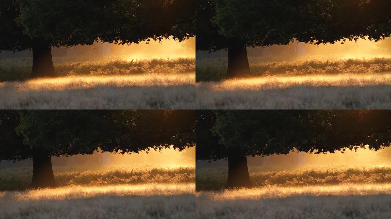 薄雾中的橡树轮廓火红的橙色黎明高清视频