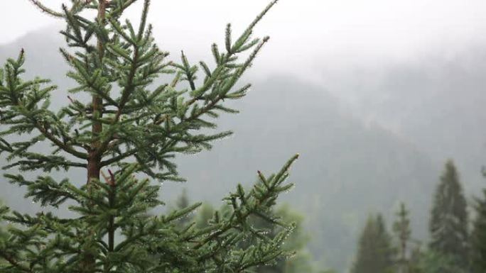 阿尔卑斯山下大雨树前景降水视频素材