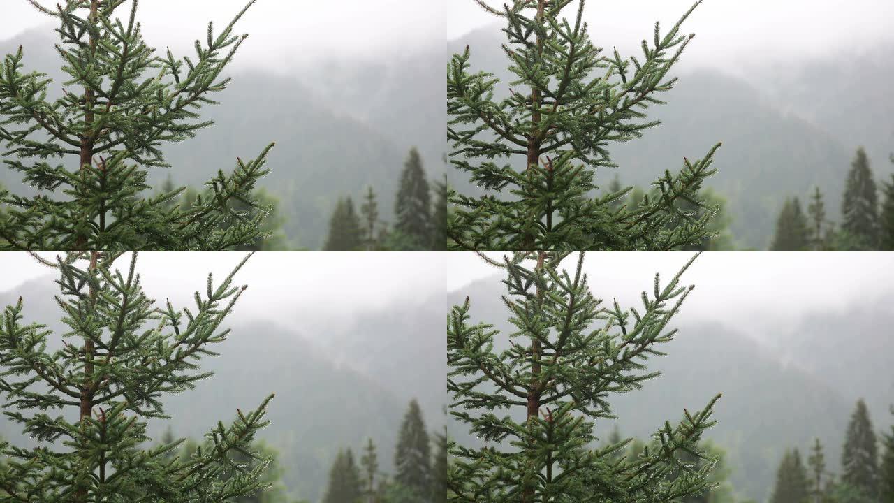 阿尔卑斯山下大雨树前景降水视频素材