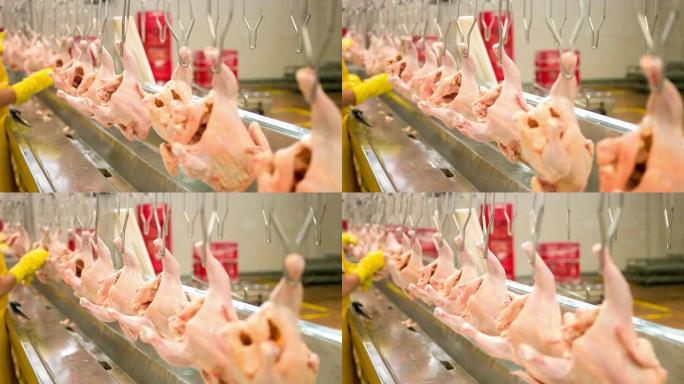 鸡肉厂的质量控制