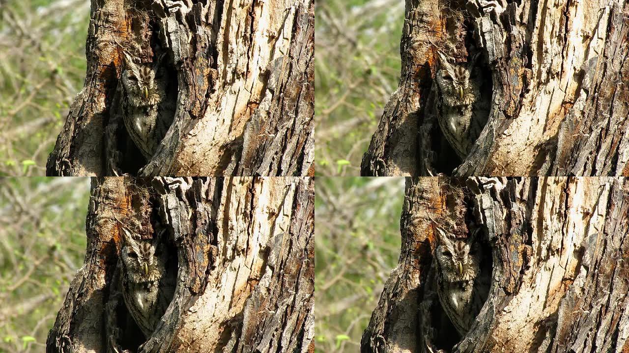 树上的尖叫猫头鹰野生动物保护生物生态飞翔