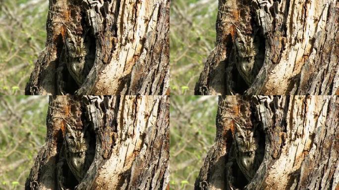 树上的尖叫猫头鹰野生动物保护生物生态飞翔
